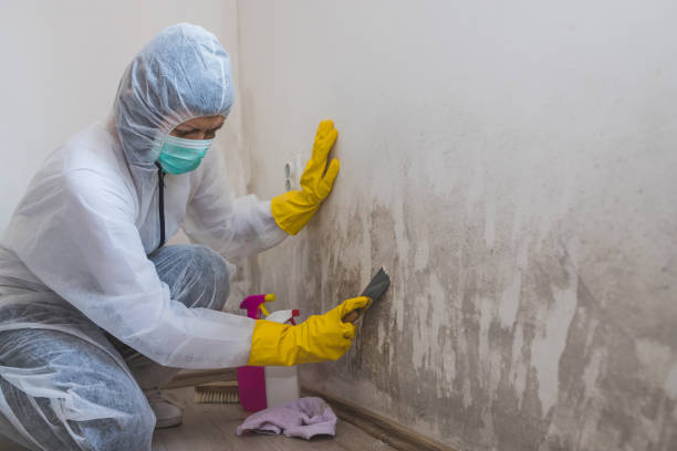 Best Mold Documentation for Insurance Claims  in King Cove, AK