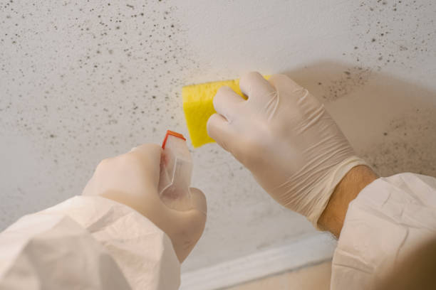 Best Attic Mold Removal  in King Cove, AK