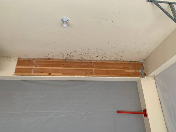 Best Mold Remediation for Healthcare Facilities  in King Cove, AK