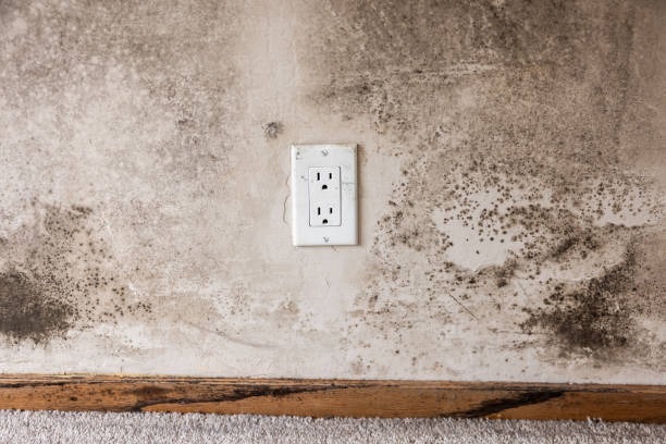 Best Mold Remediation for Vacation Homes  in King Cove, AK