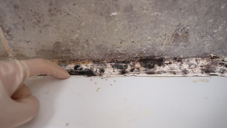 Best Industrial Mold Remediation  in King Cove, AK
