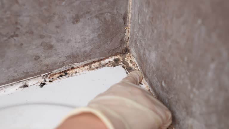 Best Dehumidification Services  in King Cove, AK